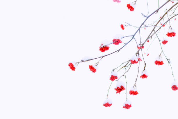 Winter landscape. Frozen berries of red mountain ash. outdoor