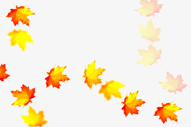 istock colorful leaves. Indian summer. foliage 1197475784