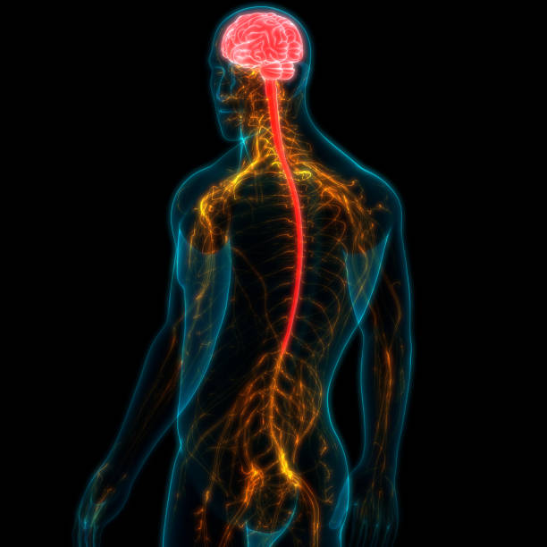 istock Central Organ of Human nervous System Brain Anatomy 1197475802