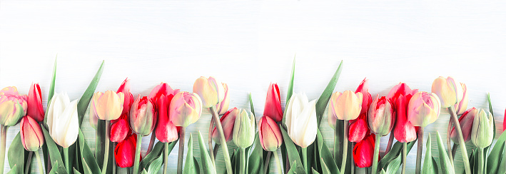Bunch of multicolored tulips withe waterdrops on a white background. Copy space, flat lay