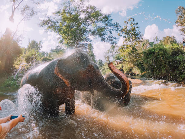 istock Elephants having a bath in the mud - Chang Mai region 1197478107
