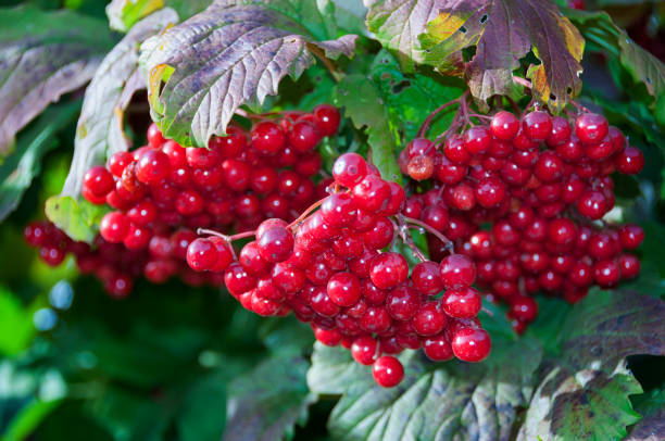 istock ripe viburnum on branch 1197478834