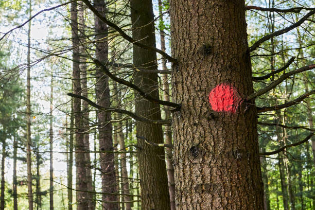 istock Red paint marking on a tree in the german forest 1197480256