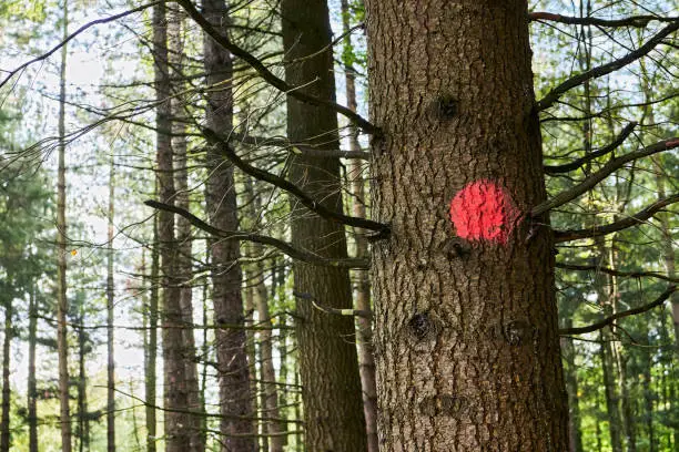 Red paint marking on a tree in the german forest. It is common in the forestry to mark trees, often done using paint, to identify the one to be cut.