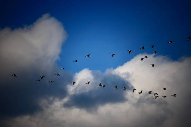 Group of geese flying in a cloudy sky, Netherlands