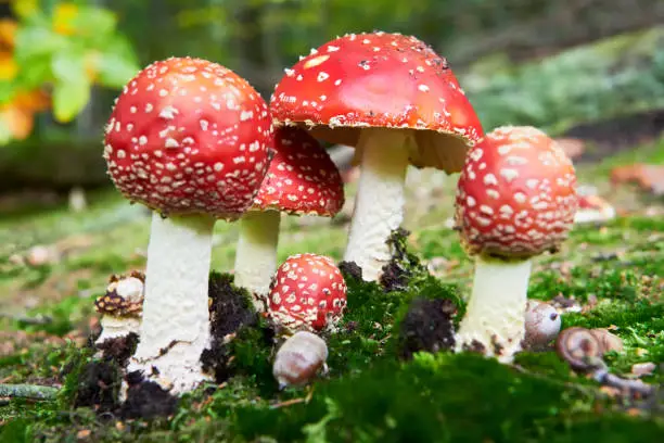 A low-angle view of a group of colorful, poisonous fly agaric mushrooms in the german forest. They are growing in autumn time in mossy places.