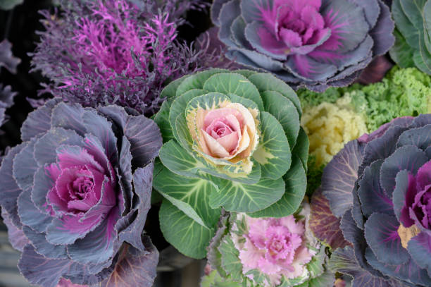 istock Purple and green ornamental cabbage 1197481705