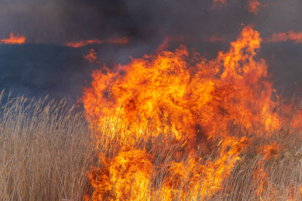 Reed burning in the Watarase retarding basin
