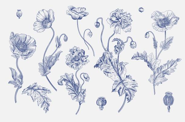 210+ Digitalis Purpurea Foxglove Plants Antique Illustration Stock