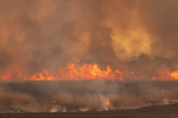 istock Reed burning in the Watarase retarding basin 1197482608