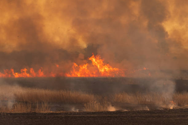 istock Reed burning in the Watarase retarding basin 1197482618