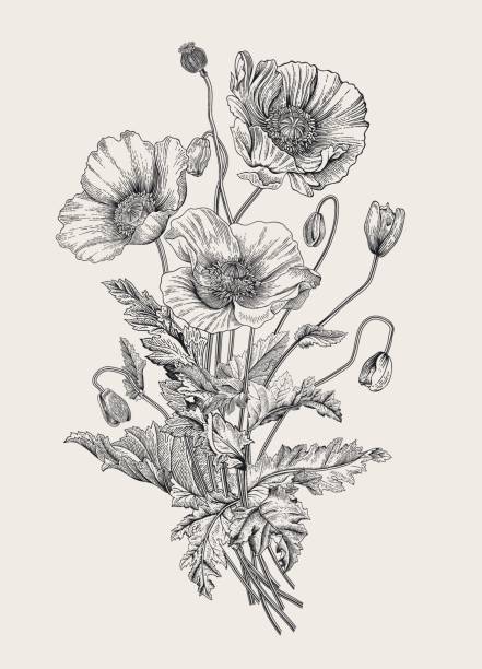 Bouquet. Poppies. Black and white Vintage illustration. Bouquet. Poppies. Black and white wildflower drawing stock illustrations