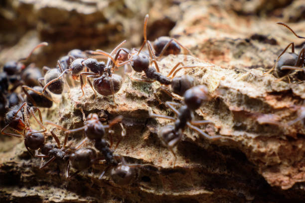 istock black ants on wood 1197483828