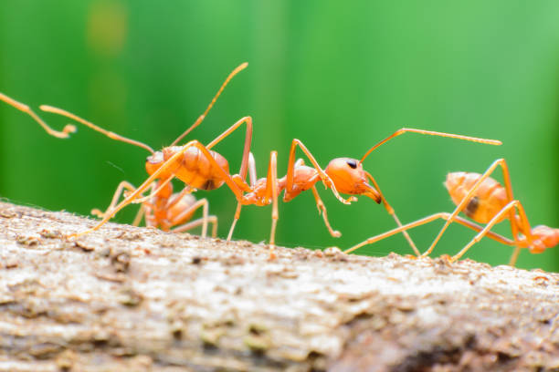 istock Small red ants on wood 1197483831