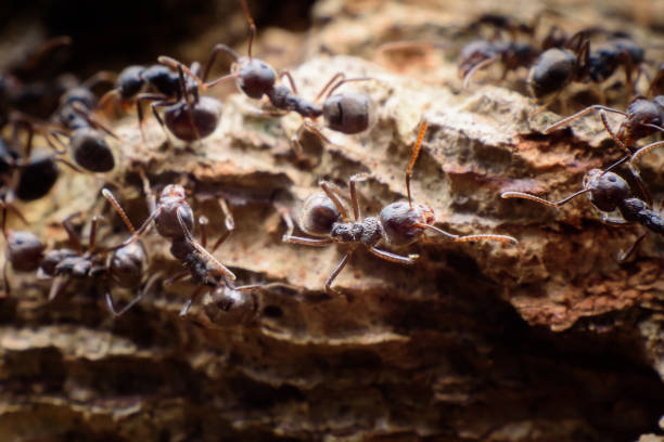 istock black ants on wood 1197483835
