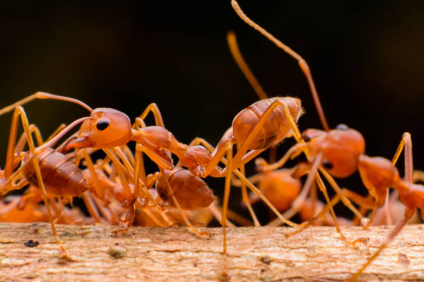 istock Small red ants on wood 1197483842