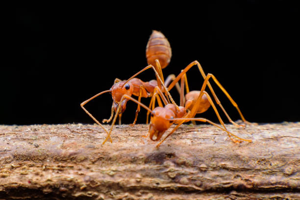 istock Small red ants on wood 1197483844