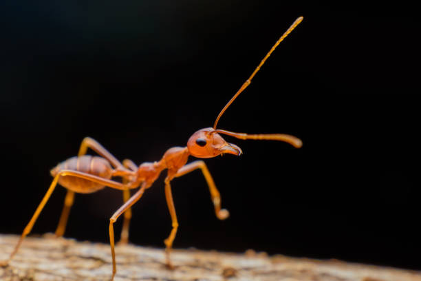 istock Small red ants on wood 1197483853