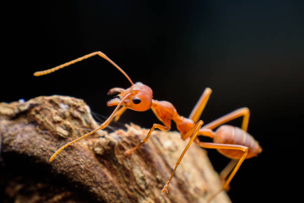 istock Small red ants on wood 1197483863