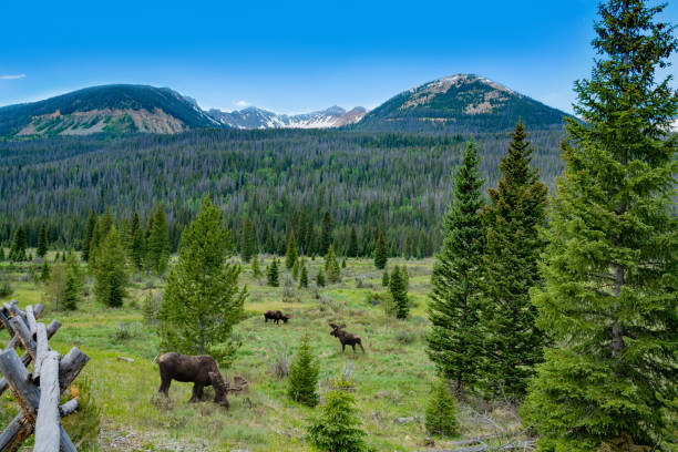 Bull moose grazing on summer day in the mountains. Bull moose grazing on summer day in the mountains. A bull moose walking in Rocky Mountain National Park, Estes Park, Colorado, USA rocky mountain national park photos stock pictures, royalty-free photos & images