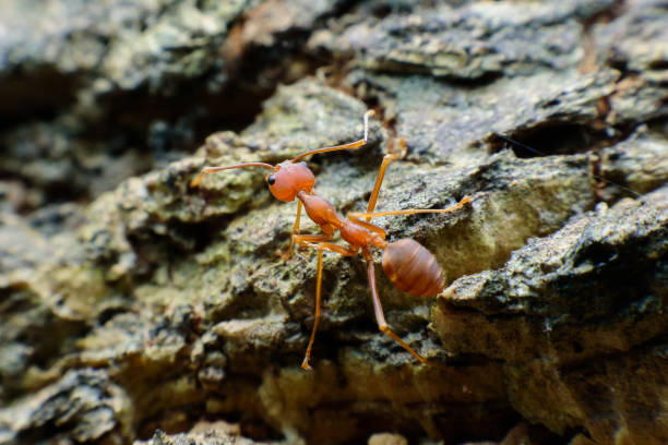 istock Small red ants on wood 1197483890