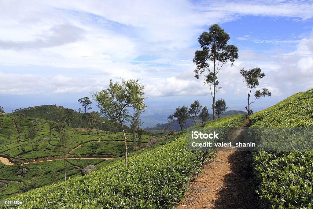 Camino - Foto de stock de Agricultura libre de derechos