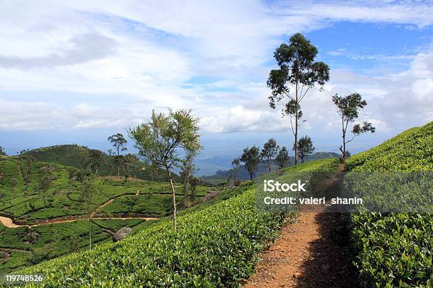 Camino Foto de stock y más banco de imágenes de Agricultura - Agricultura, Aire libre, Ajardinado