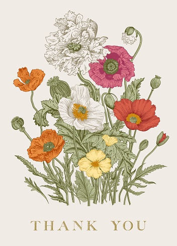 Vintage floral illustration. Bouquet. Flowers Poppies of various varieties. Thank you