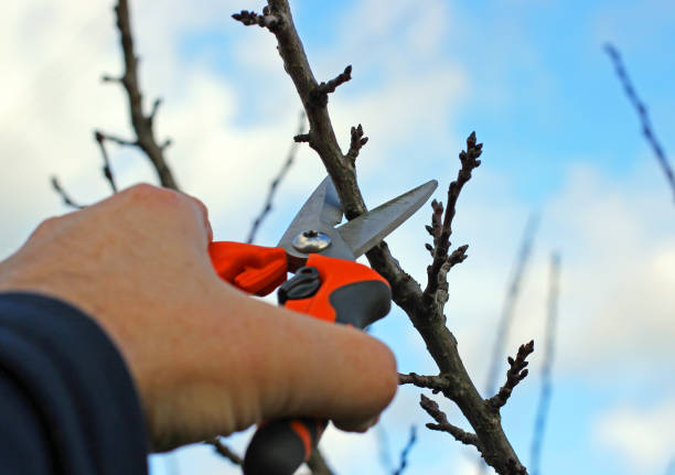 Pruning of trees with secateurs stock photo