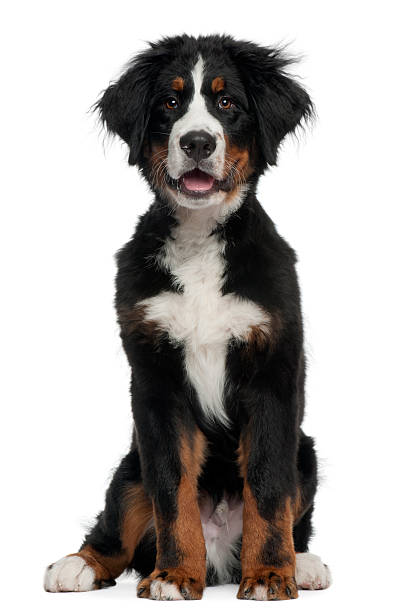 istock Bernese Mountain Dog, 5 months old, sitting, white background. 119748722