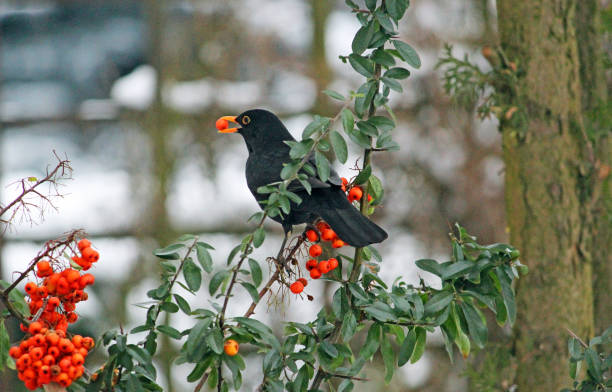 istock Red pyracantha berries covered by snow in winter 1197487324