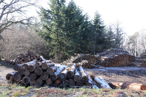 istock Wood cut - Wood cut at Malval Pass 1197487531