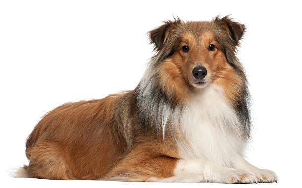 istock Shetland Sheepdog, 5 years old, lying down, white background. 119748754