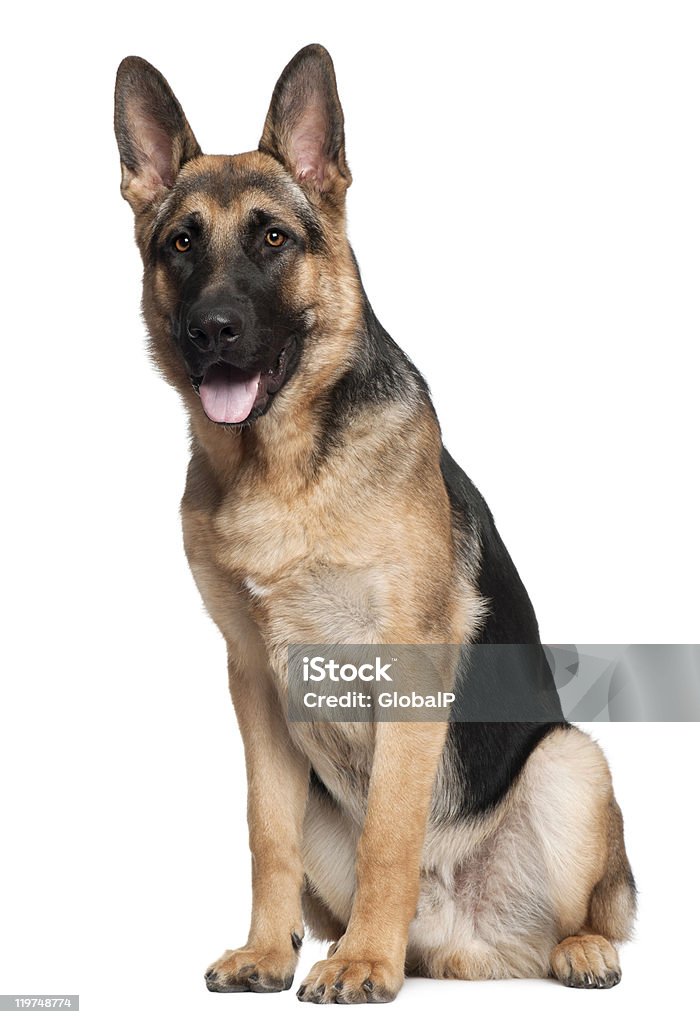 German Shepherd, 7 months old, sitting, white background. German Shepherd, 7 months old, sitting in front of white background German Shepherd Stock Photo