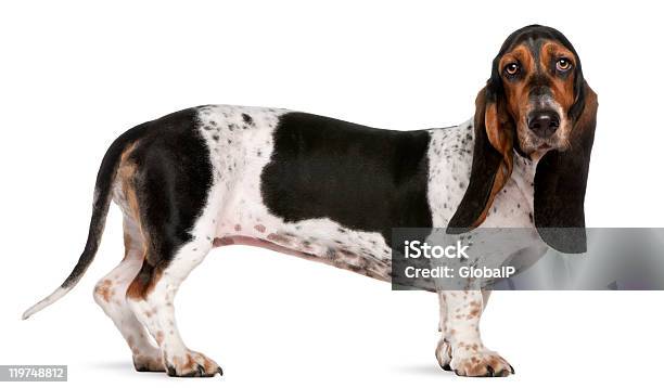 Basset Artesien Normand Cão 11 Meses De Idade De Pé Fundo Branco - Fotografias de stock e mais imagens de Basset