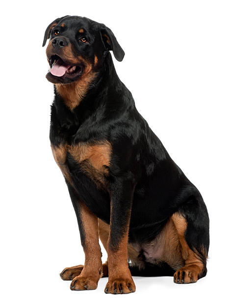 Side view of Rottweiler, 7 years old, sitting, white background.  rottweiler stock pictures, royalty-free photos & images