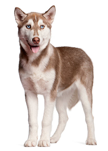 Siberian Husky Puppy 4 Months Old Standing White Background Stock Photo Download Image Now iStock