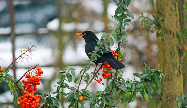 czerwone jagody pyracantha pokryte śniegiem w zimie - 5126 zdjęcia i obrazy z banku zdjęć