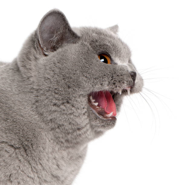 istock Scared British Shorthair cat hissing, 8 months old, white background. 119748864