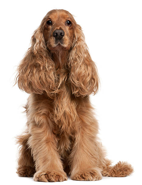 istock English Cocker Spaniel, 9 years old, sitting, white background. 119748913