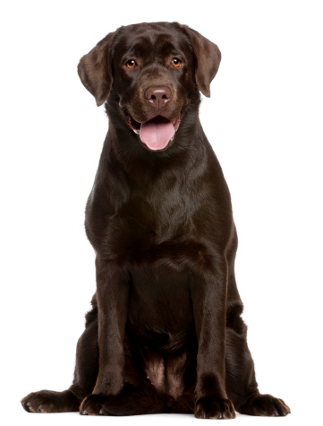 portrait of a beautiful chocolate Labrador retriever dog walking in the countryside with his tongue out.