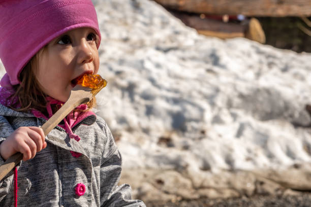 Little girl eating maple syrup on snow at a sugar shack of Quebec during springtime.