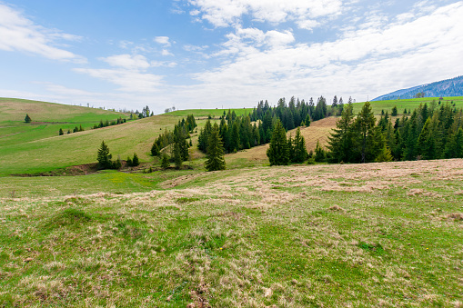rolling hills of carpathian countryside in spring. beautiful rural landscape of ukraine. green grassy meadows and fluffy clouds on the blue sky