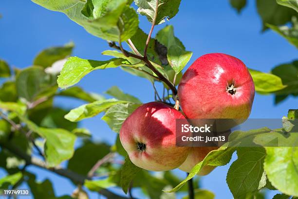 Foto de Maçãs Maduras e mais fotos de stock de Alimentação Saudável - Alimentação Saudável, Azul, Caule