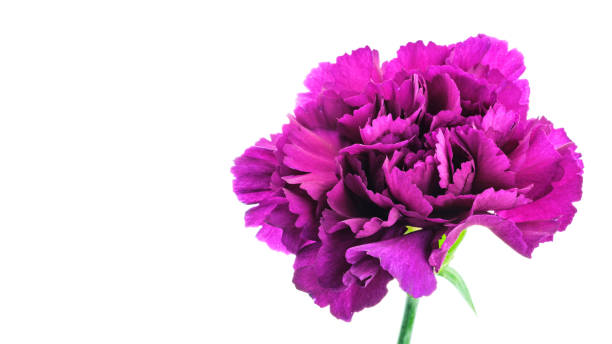 istock Beautiful blooming purple carnation flower isolated on white background 1197492384