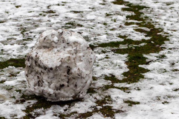 istock A big dirty snow ball that melts in the spring. 1197496364