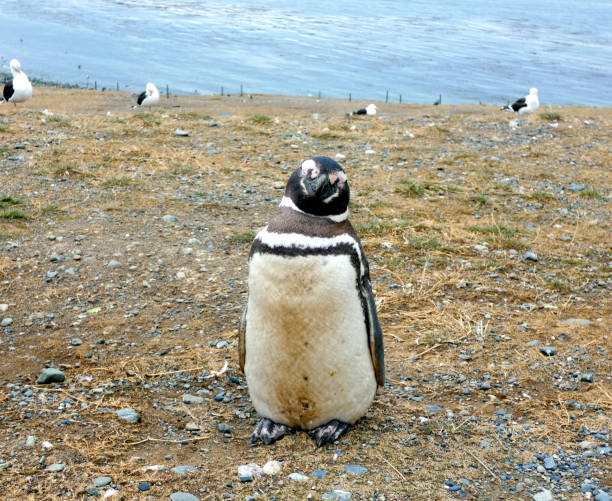 istock Solo Magellanic Penguin 1197497298