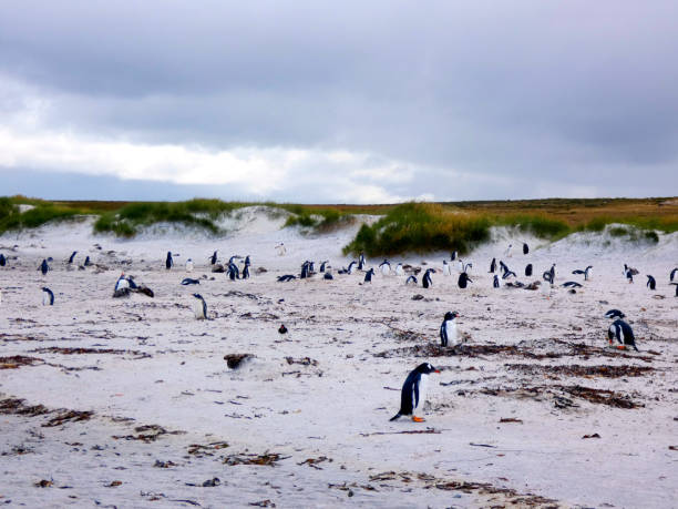 istock Falkland Island Penguins 1197497379