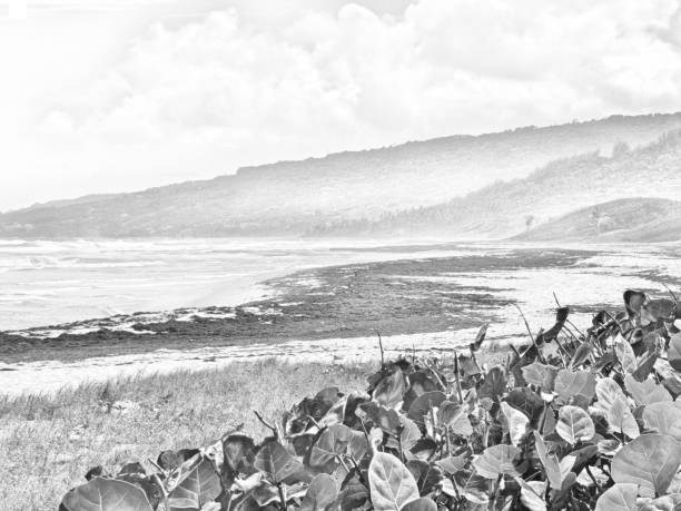 black and white art of surfer in the rain