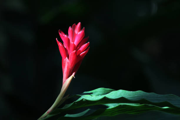 istock Fine Art - flowers 1197498323